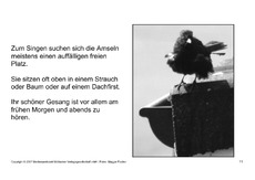 Bilderbuch-Amsel-SW-11.pdf